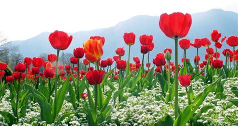 Đặc điểm và ý nghĩa Hoa Tulip? Cách để giữ hoa tươi lâu