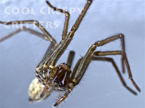 Giant House Spider (Eratigena atrica) - Cool Creepy Critters