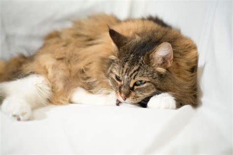 9 Common Health Problems With Maine Coon Cats - MaineCoon.org