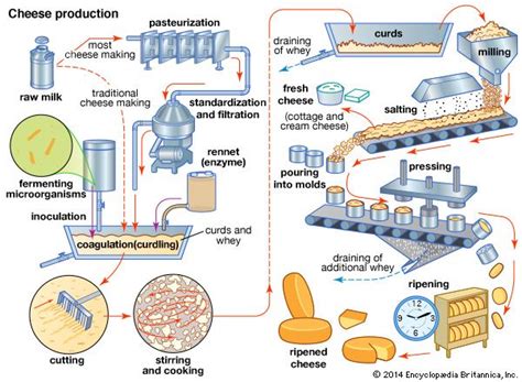 Casein | protein | Britannica.com