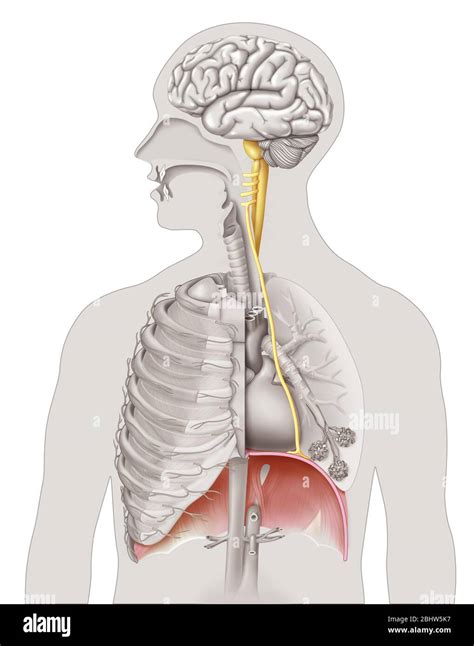 Phrenic Nerve Diagram