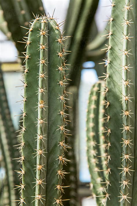 "Group Of Tall Cactus Plants In A Greenhouse" by Stocksy Contributor ...