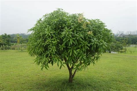 Presenting my Tree : a Mango Tree ! | Reforest'Action