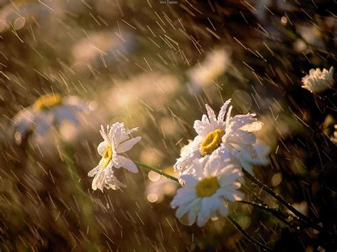 Spring Rain Desktop Wallpapers - Top Free Spring Rain Desktop ...