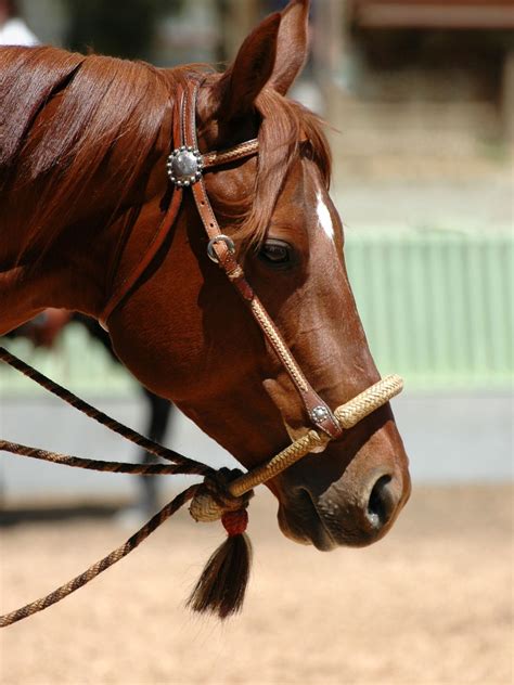 Horse Tack: All The Items Horse Owners Need.