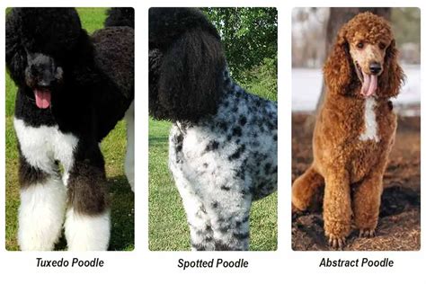 Parti Poodle 101 (Color, traits & price guide) - My Dogs Info