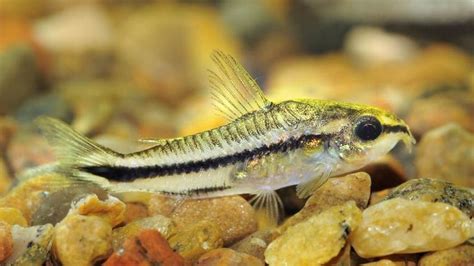 Pygmy Corydoras: Habitat, Care, Aquarium Maintenance