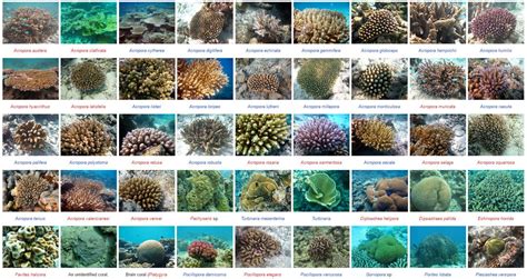 Coral Taxonomy Project - Reefscapers - coral propagation and reef ...