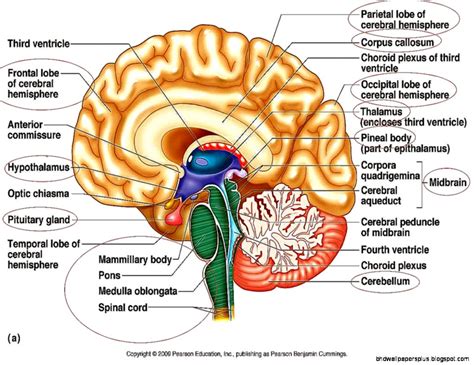 Brain Anatomy Quiz | HD Wallpapers Plus