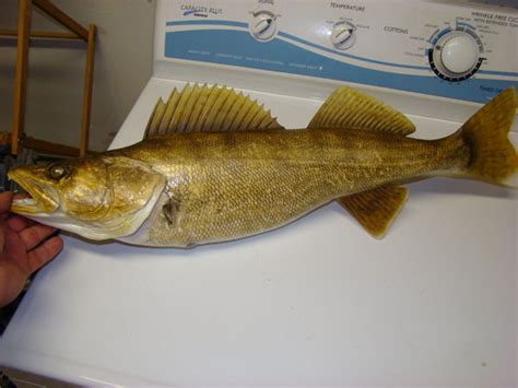 Walleye Reproduction