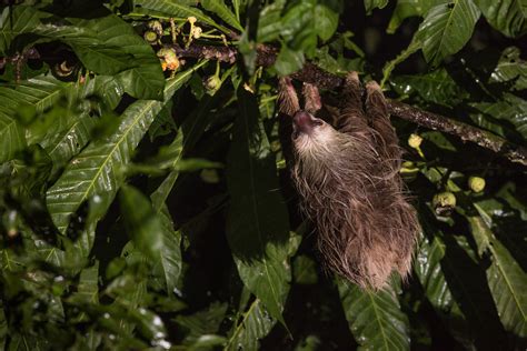 Two-Toed Sloth | Sean Crane Photography