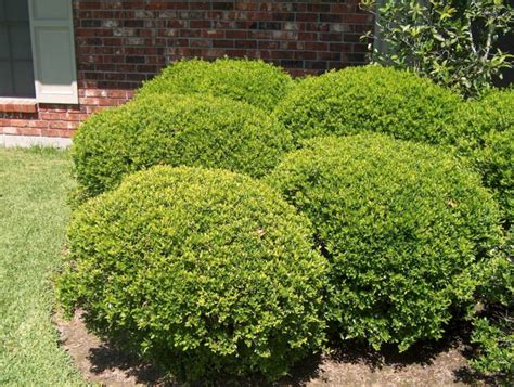 Top 10 Evergreen Shrubs for Texas Best Lawn and Gardens