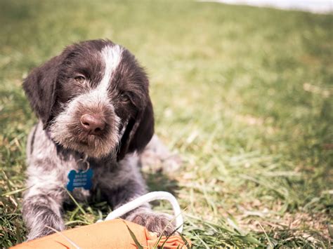 German Wirehaired Pointer: Info, Pictures, Characteristics & Facts | Hepper