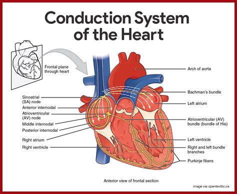 Heart Anatomy And Physiology Pdf