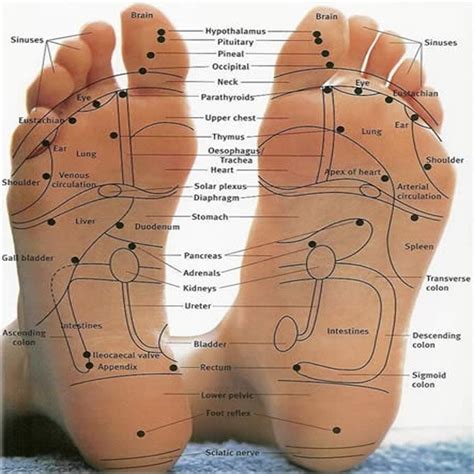 foot-reflexology-chart - Sole Therapy