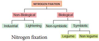 Nitrogen Fixation – Definition, Types, Examples