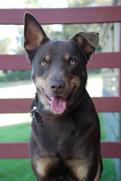 Lovely Australian Kelpie dog photo and wallpaper. Beautiful Lovely ...