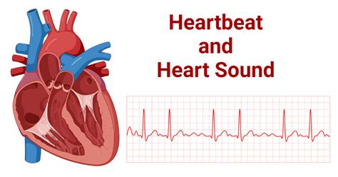 Heartbeat Phases and Heart Sound Types