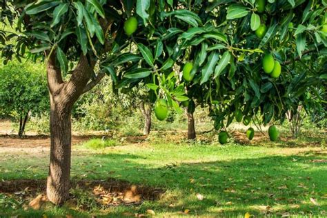 How and When to Prune Mango Trees in Australia | Ultimate Backyard