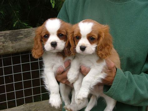 Cavalier King Charles Spaniel wallpaper | 1280x960 | #1387