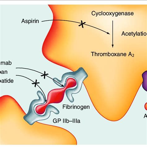 Abciximab, tirofiban and eptifibatide. | Download Scientific Diagram