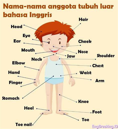 Gambar Bagian Bagian Anggota Tubuh Nama Bagian Tubuh Manusia Tips ...