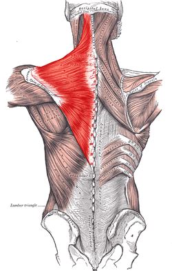 Trapezius Muscle Diagram