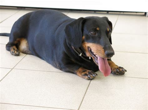 Lucky Dog Solutions: For how long Does an Overweight Dachshund Live?