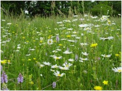 Wildflower Seeds Country Meadow Mix - 20% – Grass Seed Direct