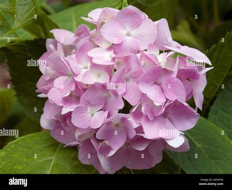 HYDRANGEA MACROPHYLLA 'BAILMER ENDLESS SUMMER' Stock Photo - Alamy