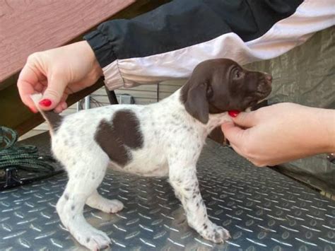 German Wirehaired Pointer Puppies For Sale Mn : German Wirehaired ...