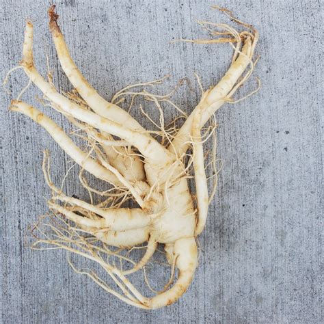 Fresh Ginseng Root - Next Day Shipping | Pacific Wild Pick