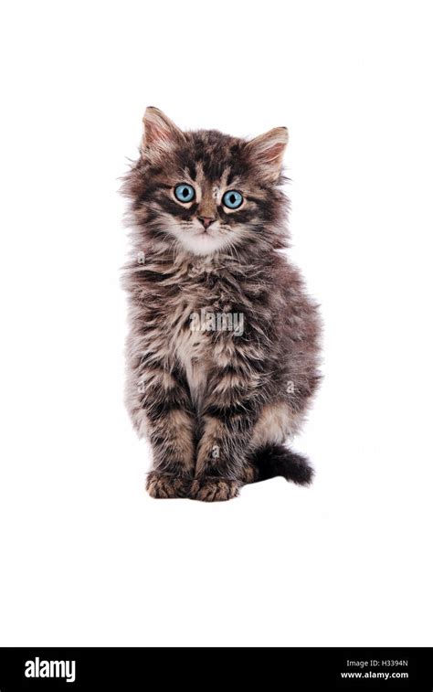 Adorable fluffy tabby cat Stock Photo - Alamy