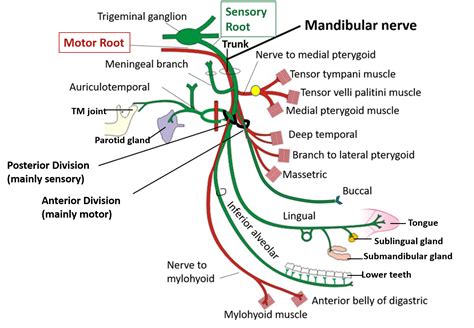 Trigeminal Nerve – Anatomy QA