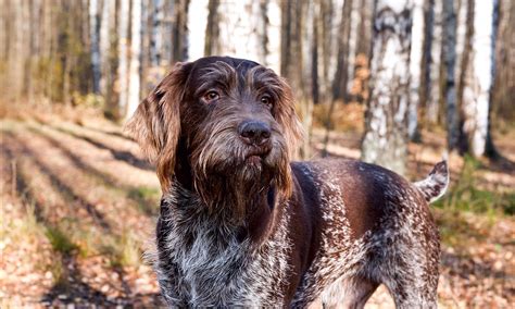 German Wirehaired Pointer Breed: Characteristics & Care | BeChewy