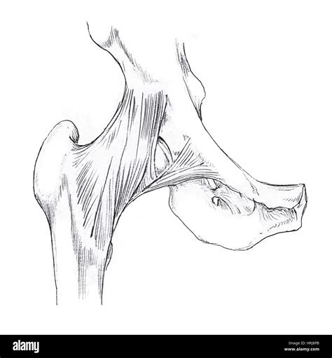 Anatomy hip joint diagram hi-res stock photography and images - Alamy