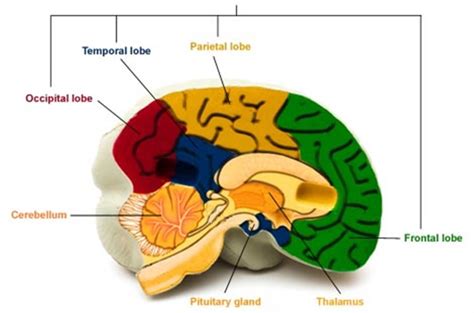 Lobes of the brain and their functions - darelotrek