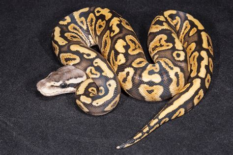 75+ Ball Python Morphs: Color, Pattern & Genetics - More Reptiles