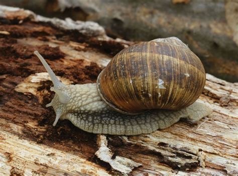 Pulmonate | Mollusks, Snails, Slugs | Britannica