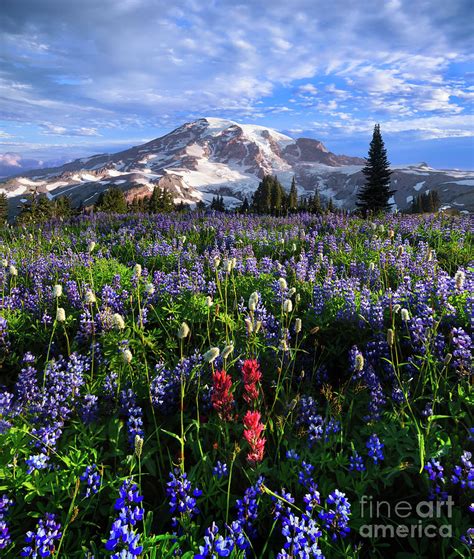 The Flowers of Paradise Photograph by Jeff McGraw | Pixels