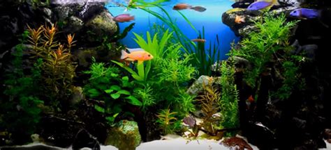 African Cichlid Tank (A How To Setup Guide) - AquariumStoreDepot