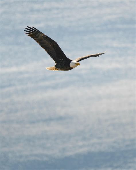 Brown and Black Flying Hawk · Free Stock Photo