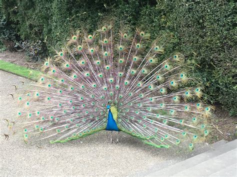 Peacock at York Castle stock image. Image of peacock - 190601859