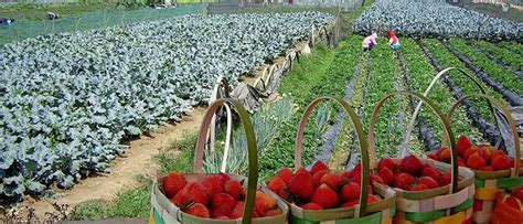 La Trinidad Strawberry Farm - Merck MLI Travel and Tours