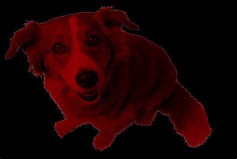 resident evil zombie dog by beastwoodbros on DeviantArt