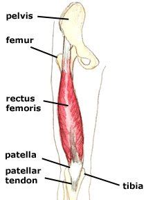 Rectus Femoris Injury | Dr HC Chang