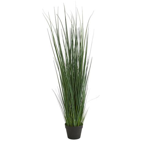 Indoor Grass Plants - Plants BN