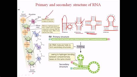 Rna Structure