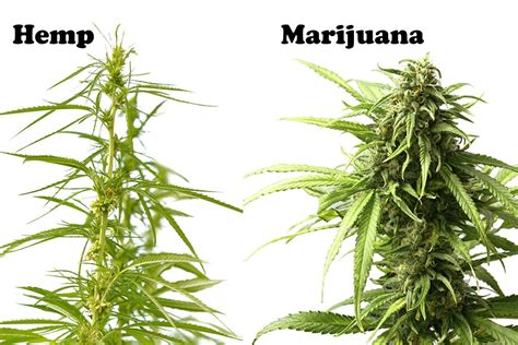 Hemp Vs Marijuana: Key Differences to Keep in Mind for Your Hemp Lab