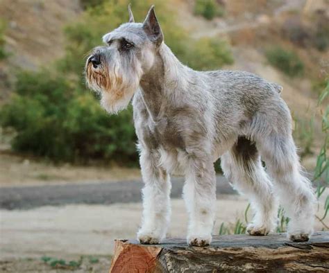 Schnauzer dog breeds: Three sizes Miniature, Standard, Giant